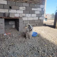 پاکوتاه سگ برای نگهبانی
