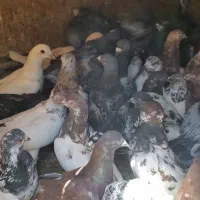 کبوتر تهرانی وپلاکی