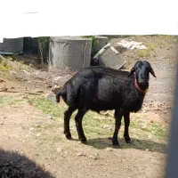 قوچ هترو