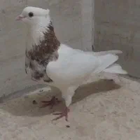 طوقی هفت رنگ (سرور)