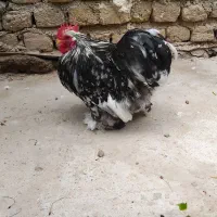 مرغ و خروس کوشین