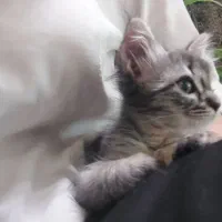 واگذاری بچه گربه با مشکل بینایی