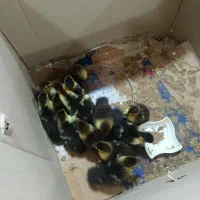 جوجه اردک اسراییلی 13عدد