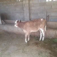 گاو هلشتاین وگوساله سمینتال ماده