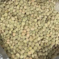 فروش عدس درجه یک وارداتی