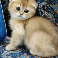 واگذاری بچه گربه اسکاتیش شورت هیر