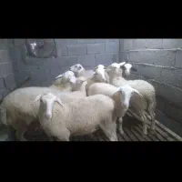 رومن چندقلوزا
