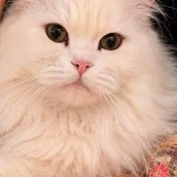 گربه پرشین ماده کلاسیک بالغ اقیم شده فوری