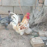 خروس|حیوانات مزرعه|کنگاور, |دیوار