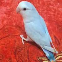 طوطی برزیلی ماده