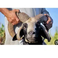 قدیمی ترین گوسفند فروشی در اسلامشهر