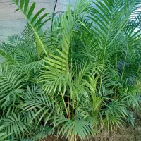 باغبانی وفضای سبز