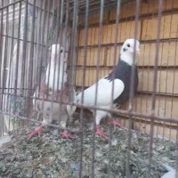 جفت طوقی هفت رنگ