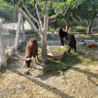 دوتا بره نر