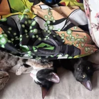 ۲عدد بچه گربه به همراه مادر