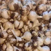 مو سیر وحشی  بالاترین قیمت