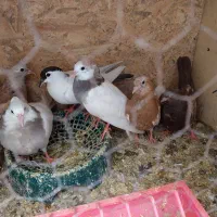 طوقی سینه زرد