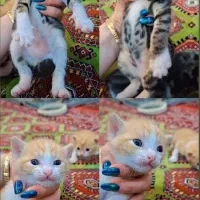 واگذاری بچه گربه