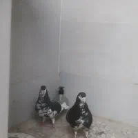 کفتر یا کبوتر شهری سیاه گلدار