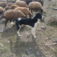 سگ محلی دو‌رگه