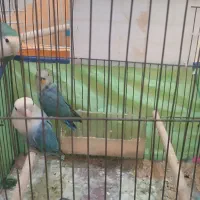 جفت طوطی با جوجه وسایل