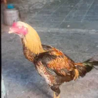 خروس لاری