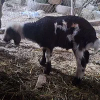 بره شیری