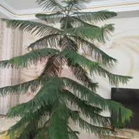 فروش گل مینیاتوری (کاج مطبق)
