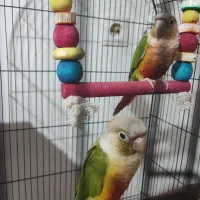 پرنده گرینچیک دستی 3ماهه