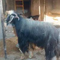 نر بز ساورین