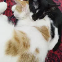 واگزای دو بچه گربه