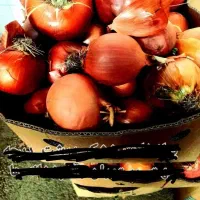 پیاز مخصوص دام