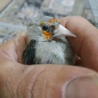 سهره