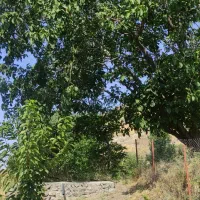 خرید درخت سرپا با بهترین قیمت با اکپیی کا ملا مجرب