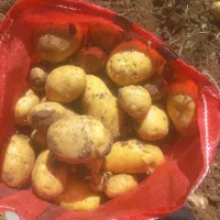 فروش سیب زمینی