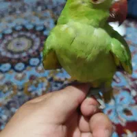 ملنگو  دستی
