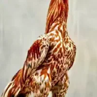 نیمچه مرغ وخروس