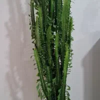 گل افوربیا سبز