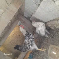 جوجه بامعاوضه