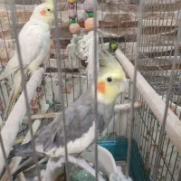 عروس هلندی نر دستی دستی