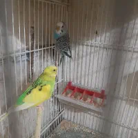 مرغ عشق