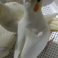 سه تا جوجه عروس هلندی سرلاکی
