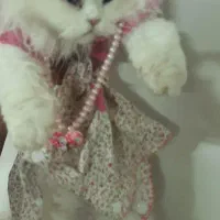 گربه اسکاتیش