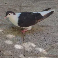 کفتر