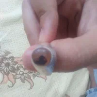 انگشتر قدیمی کلکسیون نقره خالص
