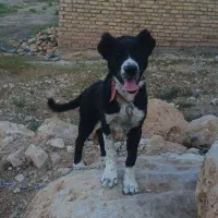 توله سگ سرابی