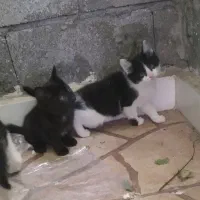 واگذاری رایگان دوتا بچه گربه باهم باتاکید