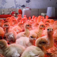 جوجه بوقلمون بیوتی ۶ پنج روزه
