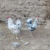 تخم نطفه دار نژاد گلین