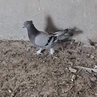 خرید پرندگان شما وفروش